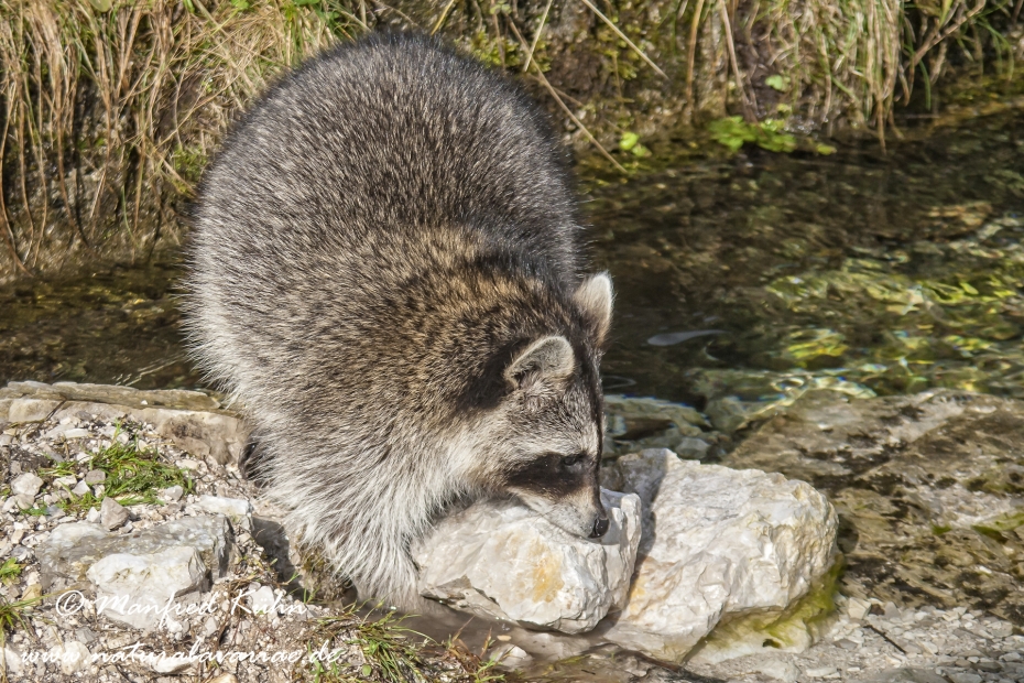 Waschbär ()_0001