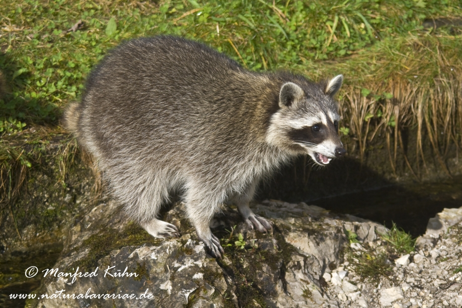 Waschbär ()_0007