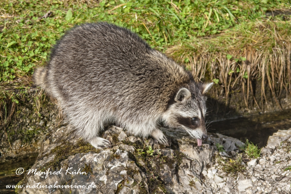 Waschbär ()_0008