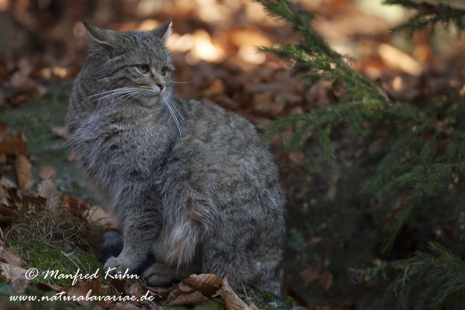 Wildkatze ()_0001