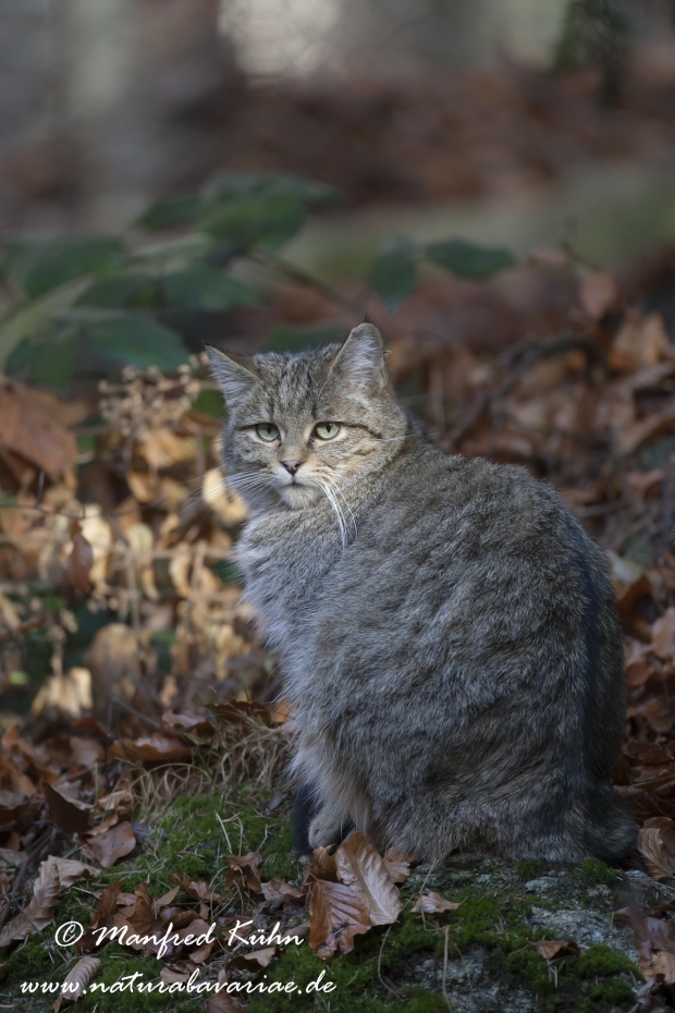 Wildkatze ()_0003