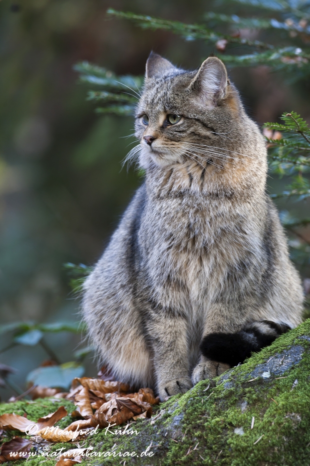 Wildkatze ()_0006
