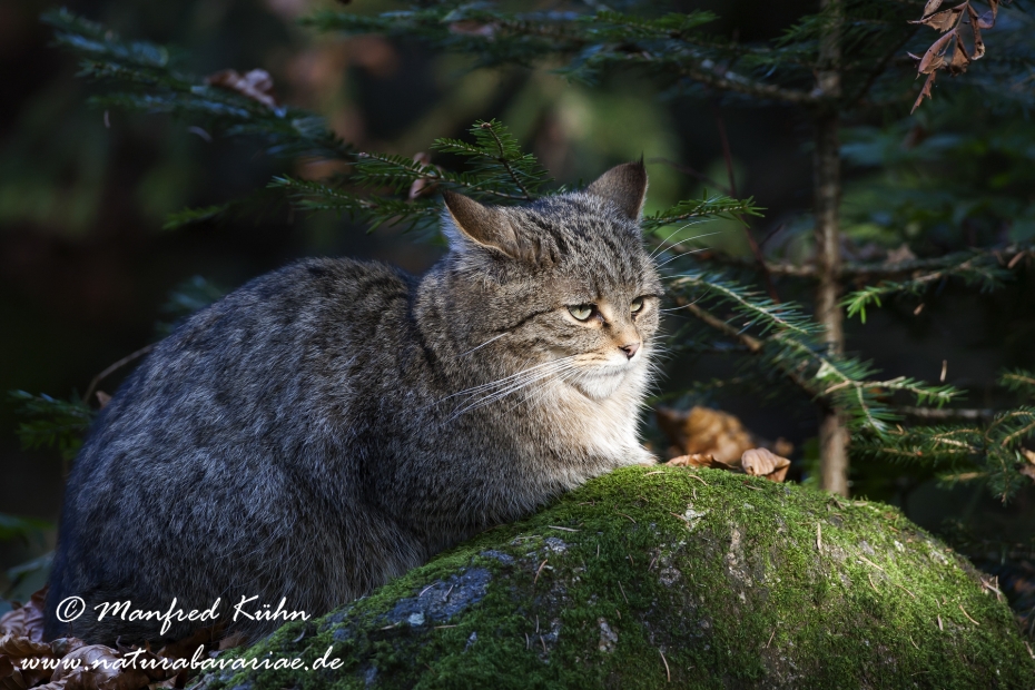 Wildkatze ()_0007