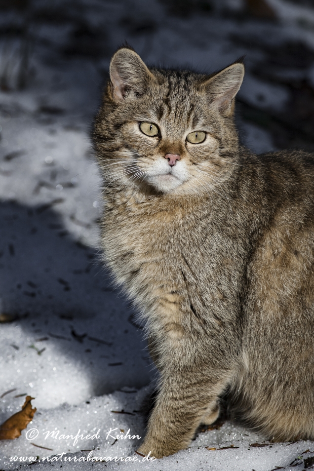 Wildkatze ()_0008