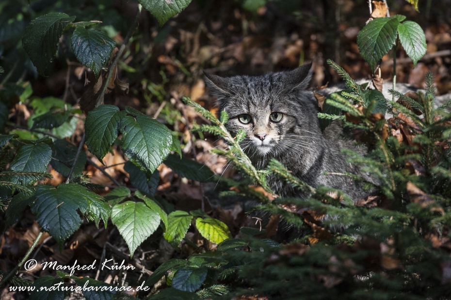 Wildkatze ()_0009