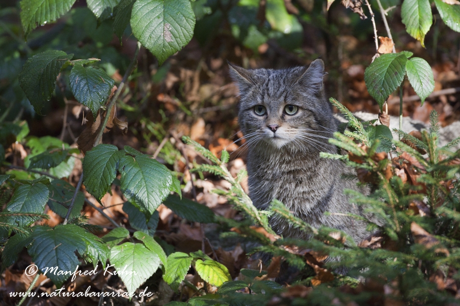Wildkatze ()_0010