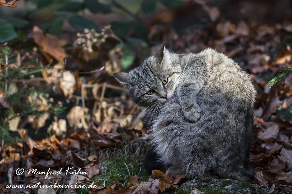 Wildkatze ()_0011