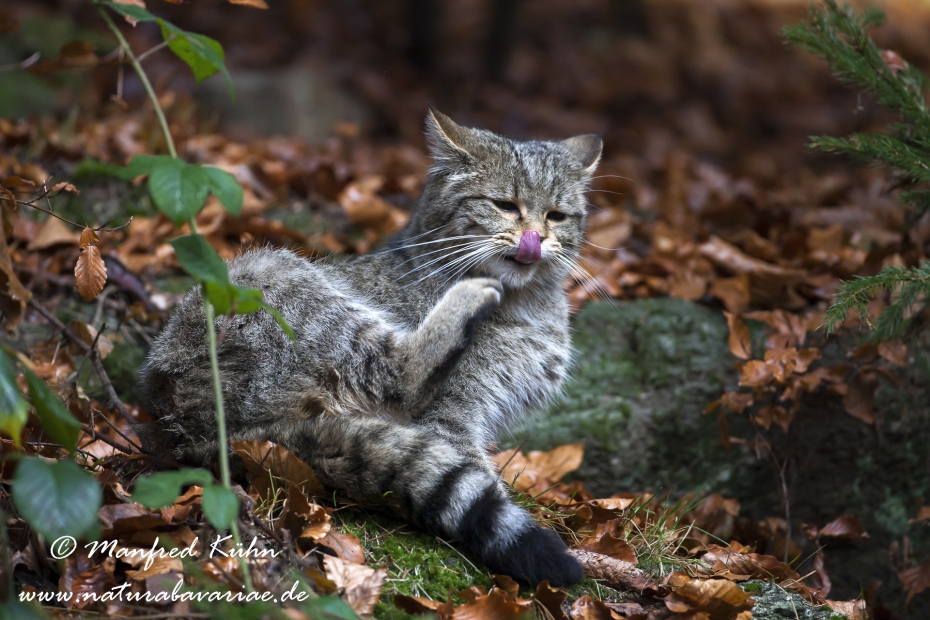 Wildkatze ()_0012