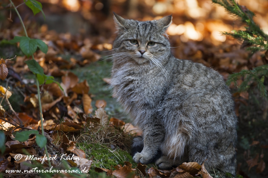 Wildkatze ()_0014