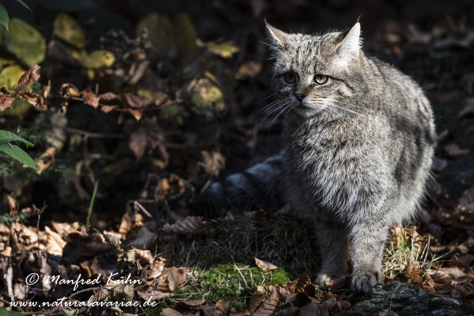 Wildkatze ()_0015