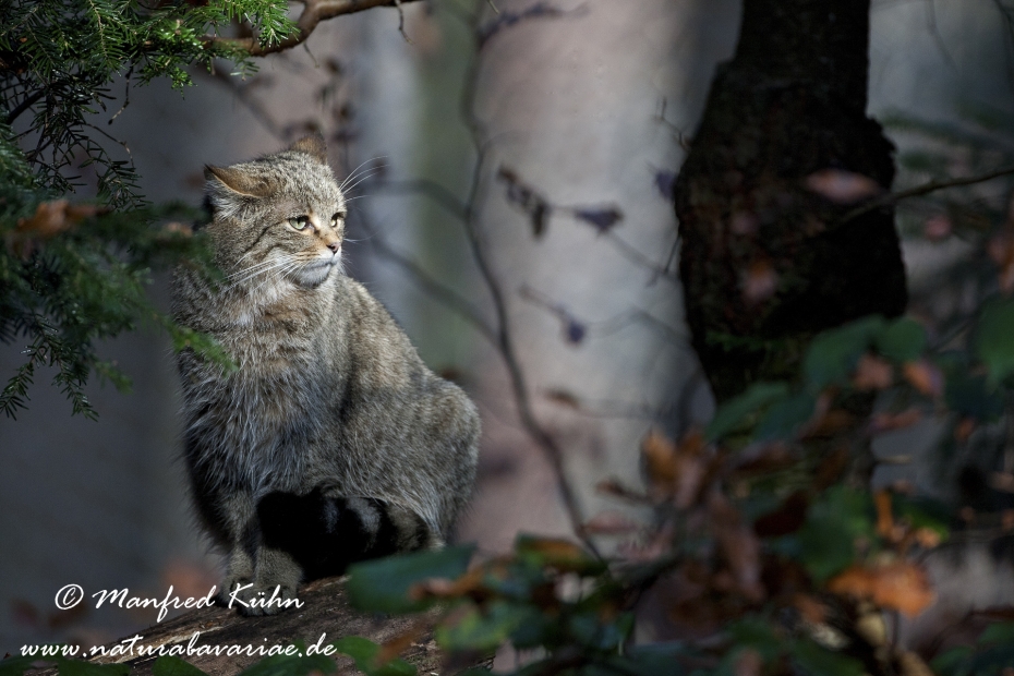 Wildkatze ()_0016