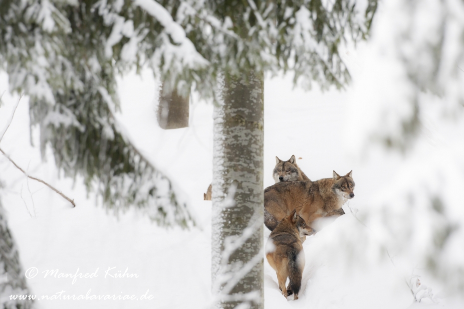 Wolf (Europäischer)_0114