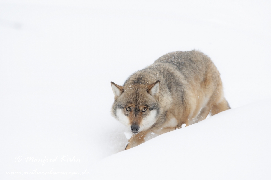 Wolf (Europäischer)_0127