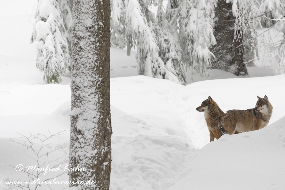 Wolf (Europäischer)_0128