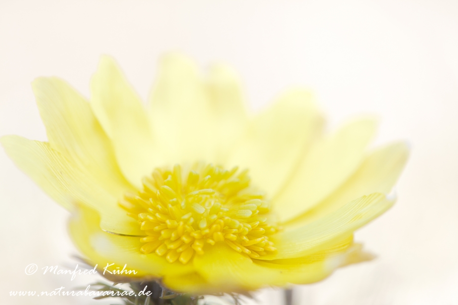 Adonisröschen ()_0014