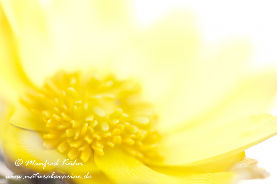 Adonisröschen ()_0015