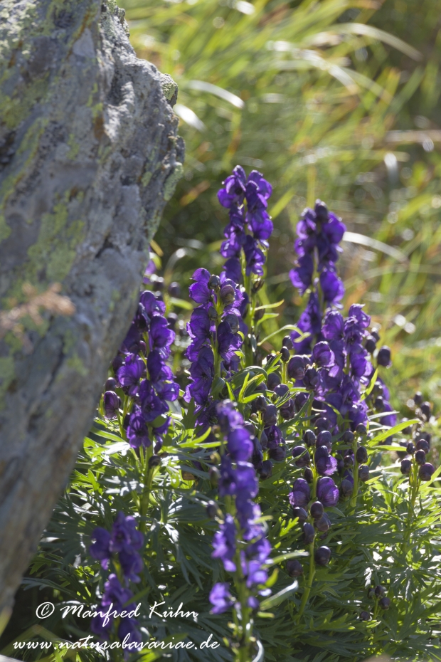 Eisenhut (blauer)_0002