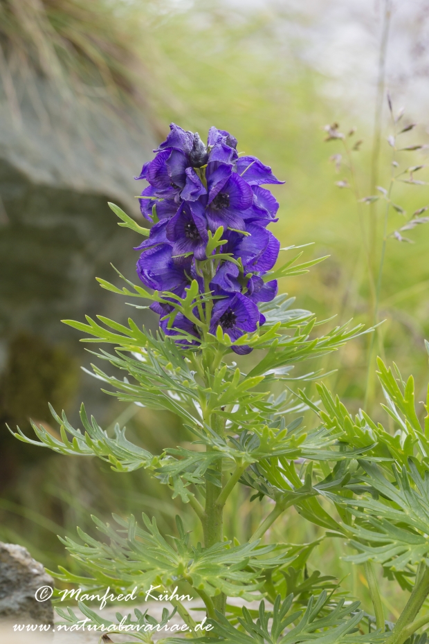Eisenhut (Blauer)_0004