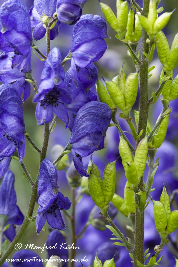 Eisenhut (blauer)_00013