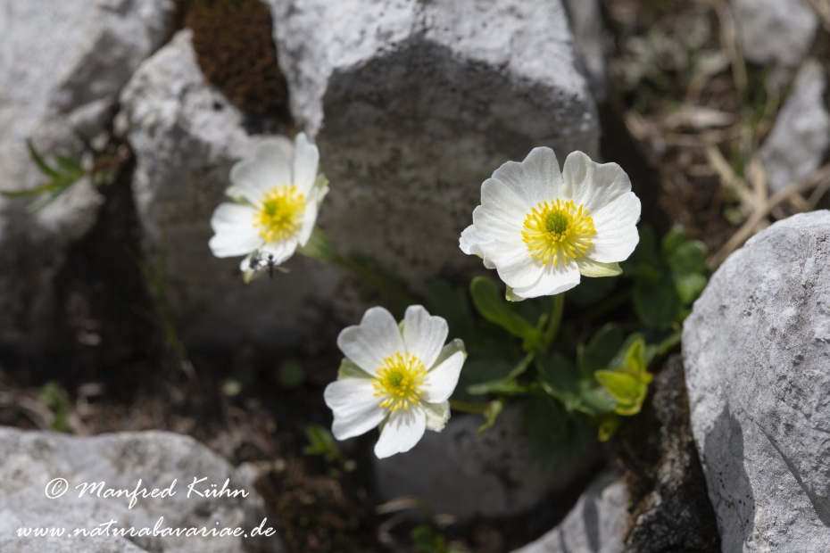 Hahnenfuss (Alpen-)_0001