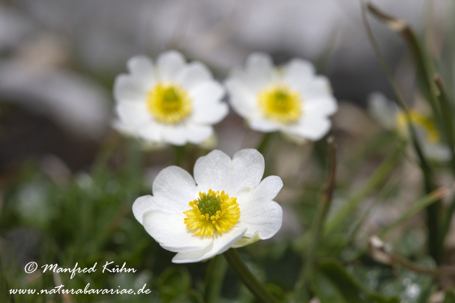 Hahnenfuss (Alpen-)_0003