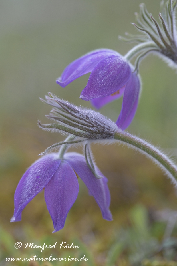 Küchenschelle (Finger-)_0011