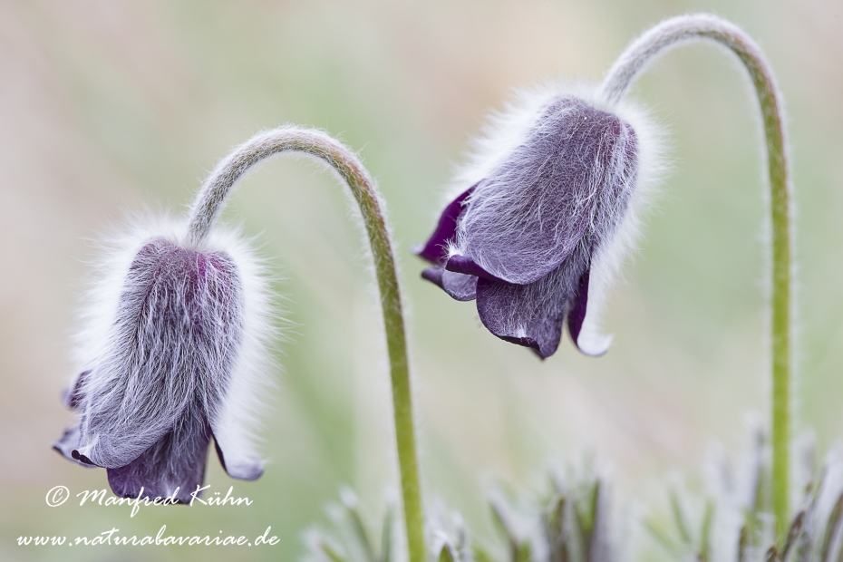 Küchenschelle (Schwarze)_0001
