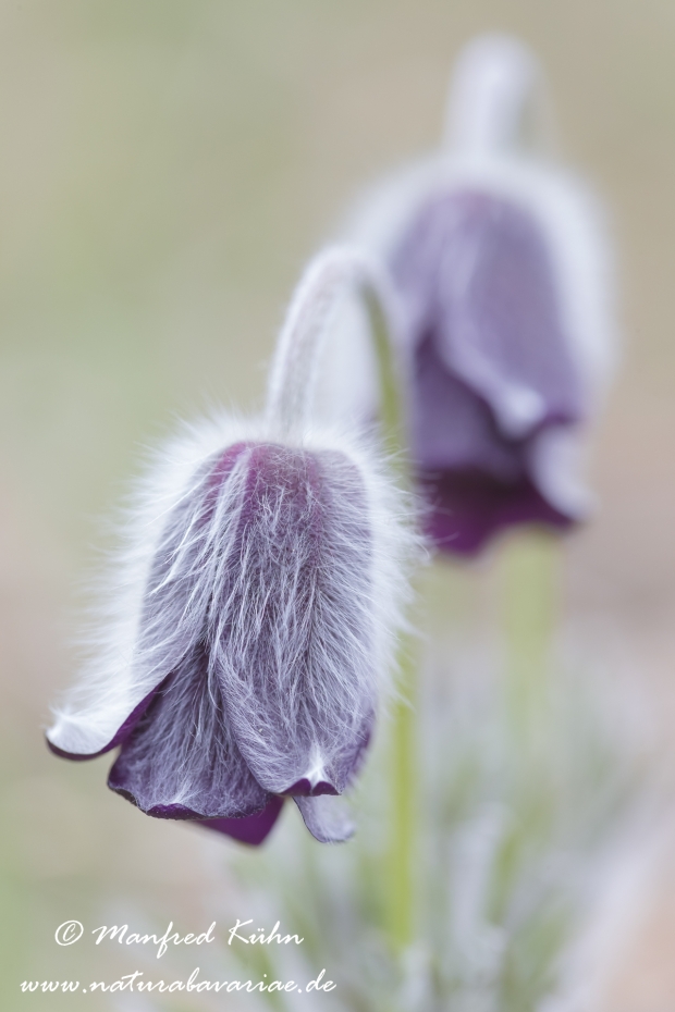 Küchenschelle (Schwarze)_0003