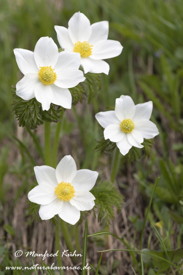 Küchenschelle (Alpen-)_0007