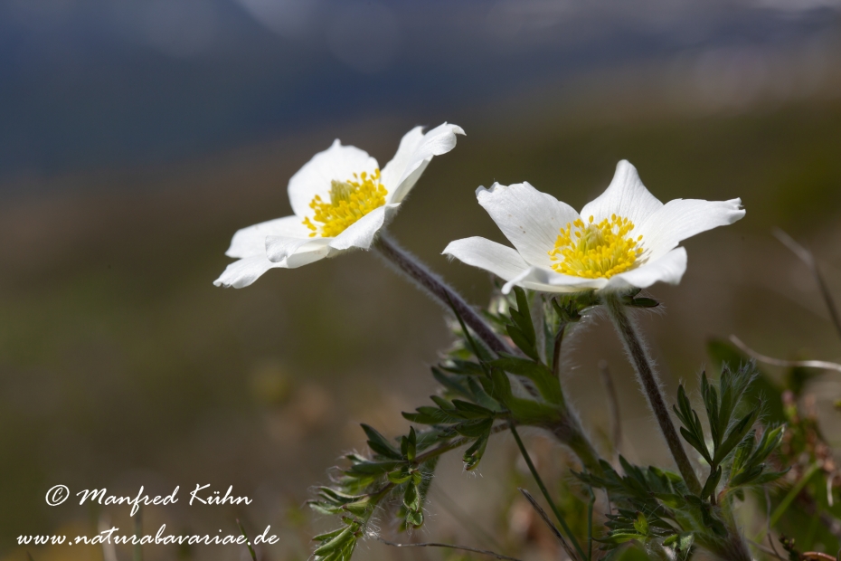 Küchenschelle (Alpen-)_0011