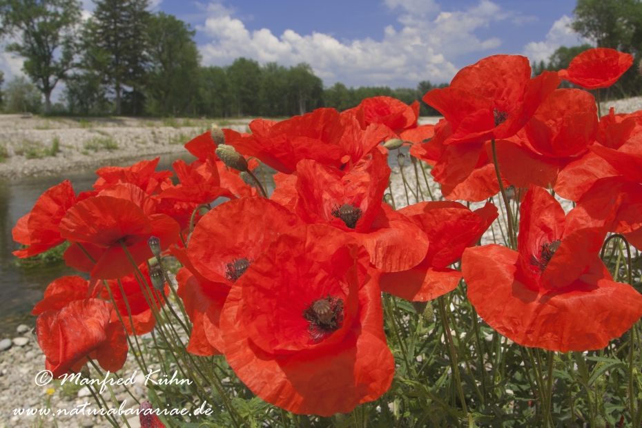 Mohn (Klatschmohn)_0003