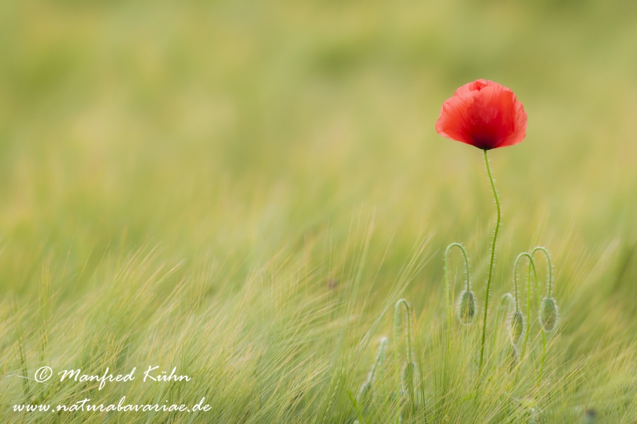 Mohn (Klatschmohn)_0013