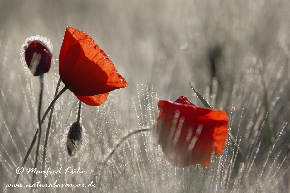 Mohn (Klatschmohn)_0025