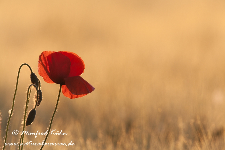 Mohn (Klatschmohn)_0046