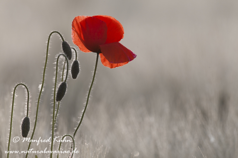 Mohn (Klatschmohn)_0050