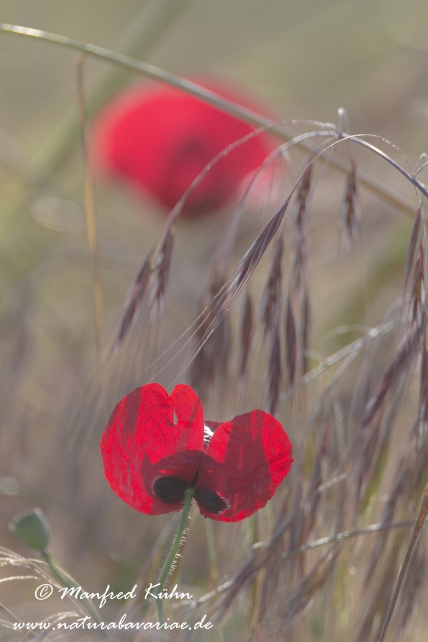 Mohn (Klatschmohn)_0054