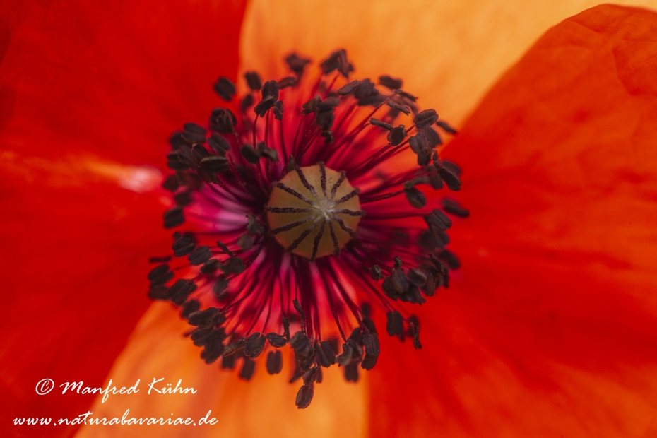 Mohn (Klatschmohn)_0056