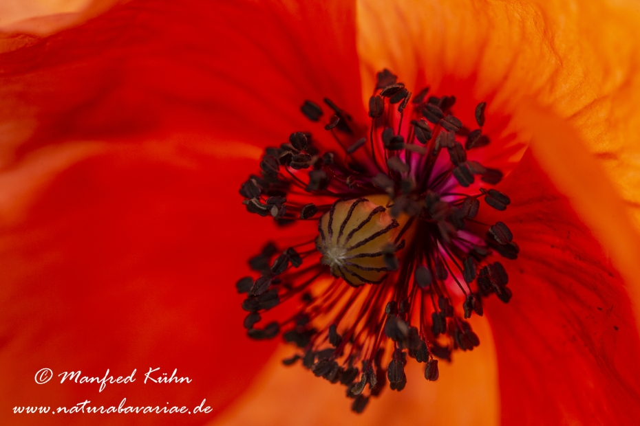 Mohn (Klatschmohn)_0058