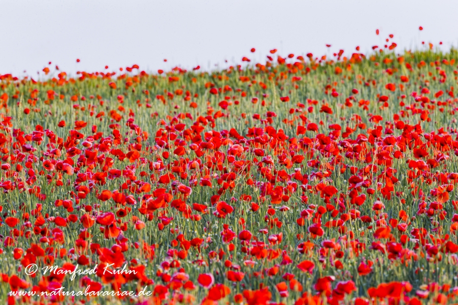 Mohn (Klatschmohn)_0059