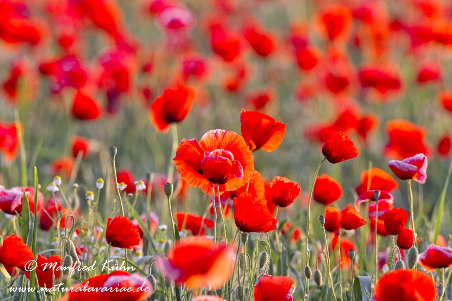 Mohn (Klatschmohn)_0069