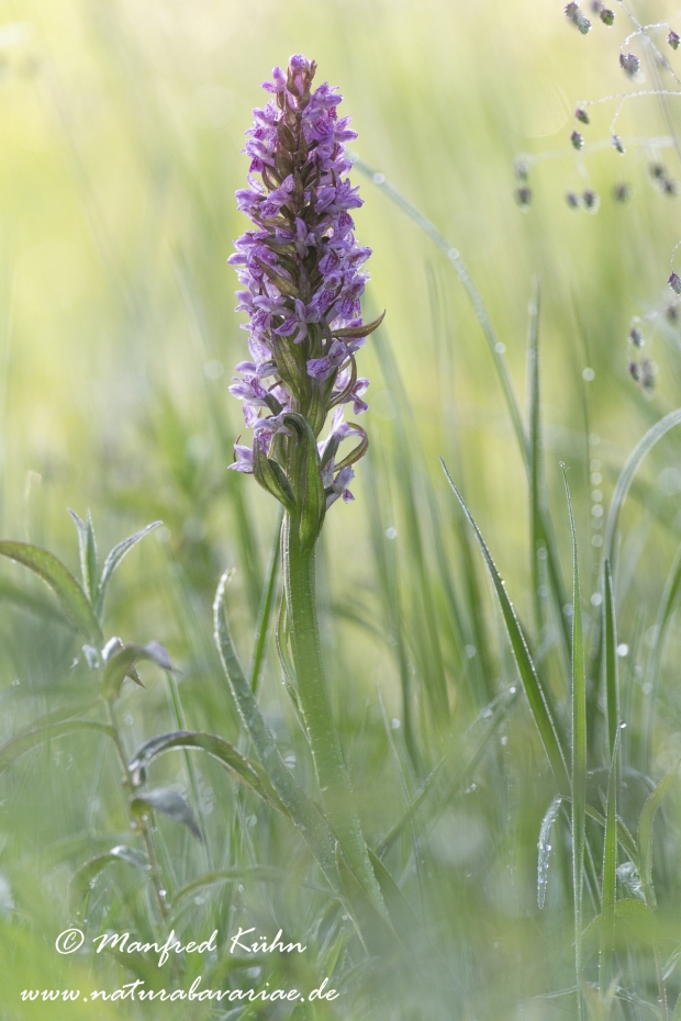 Knabenkraut (Fleischfarbenes)_0018