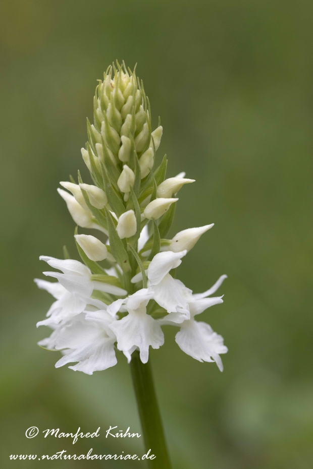 Knabenkraut (Fuch`s-)_0008