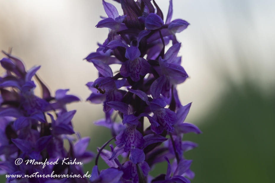 Knabenkraut (Geflecktes)_0006