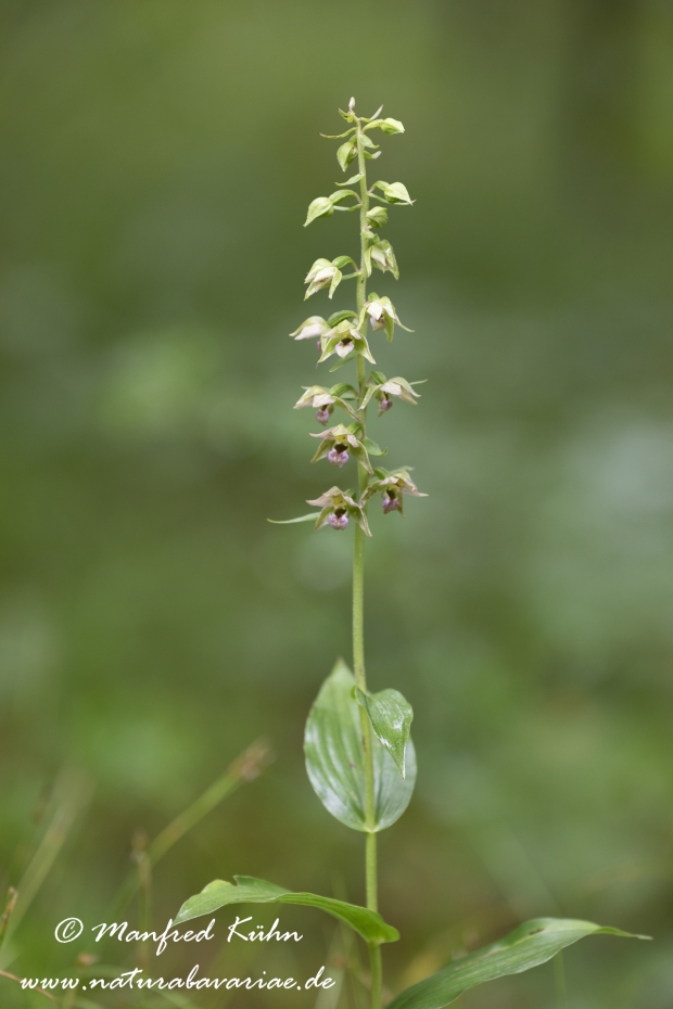 Stendelwurz  (Schmallippige)_0003