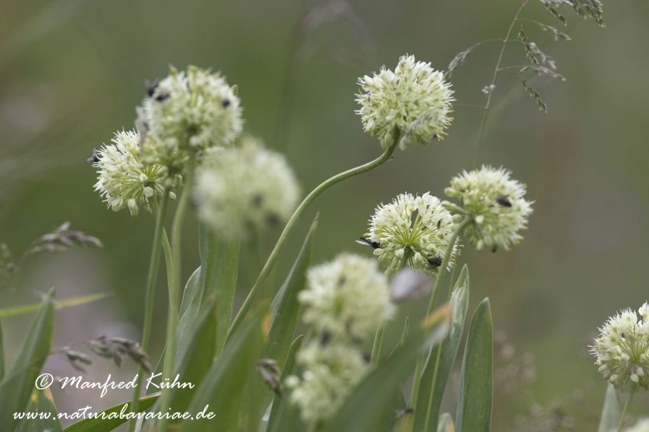 Allermannsharnisch ()_0004