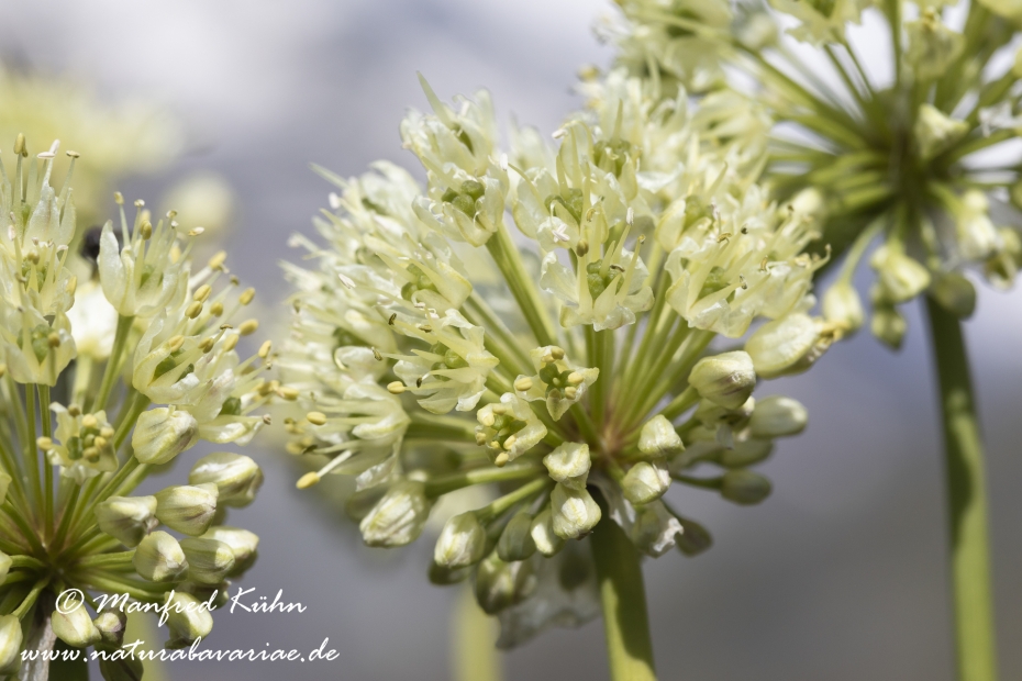 Allermannsharnisch ()_0011