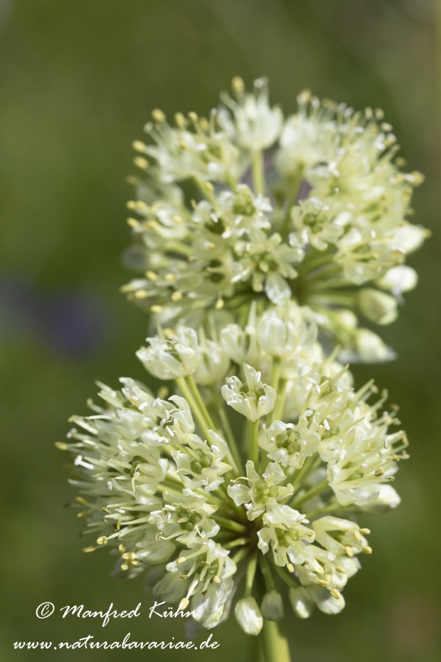 Allermannsharnisch ()_0013