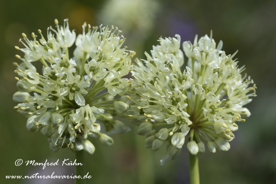 Allermannsharnisch ()_0015