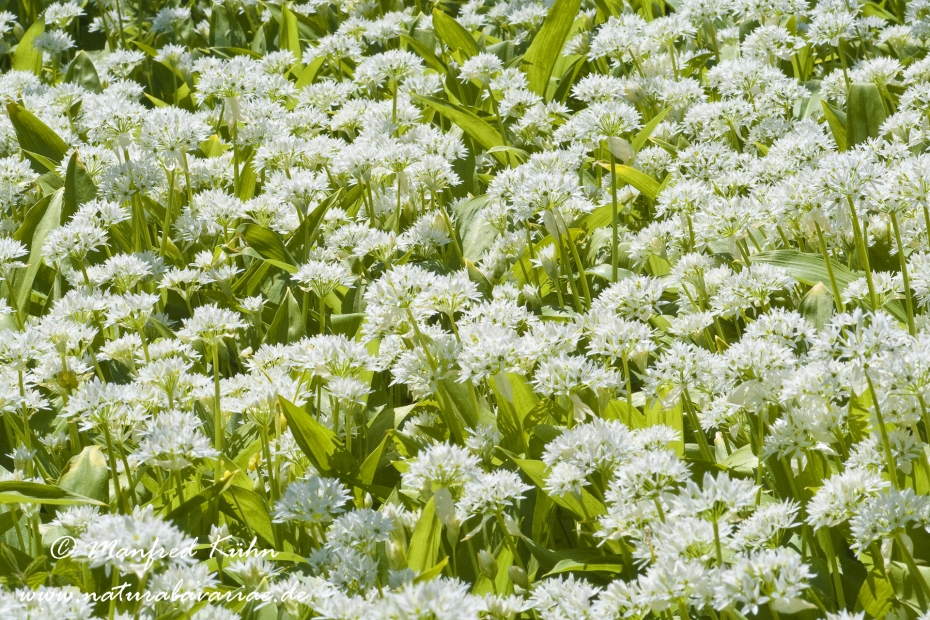 Lauch (Bärlauch)_0003