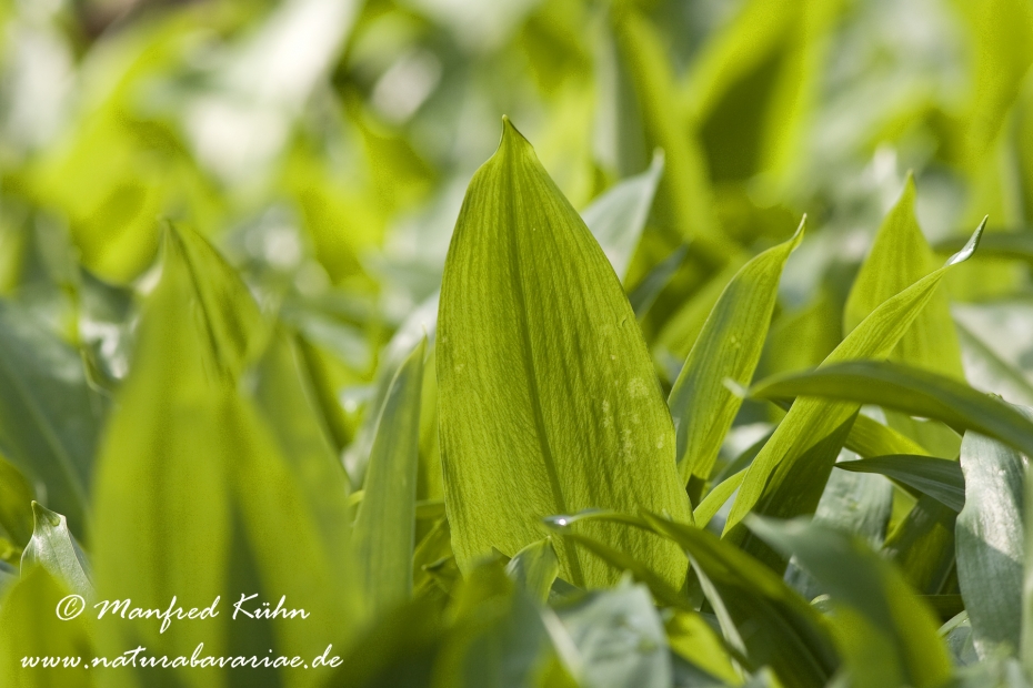 Lauch (Bärlauch)_0005